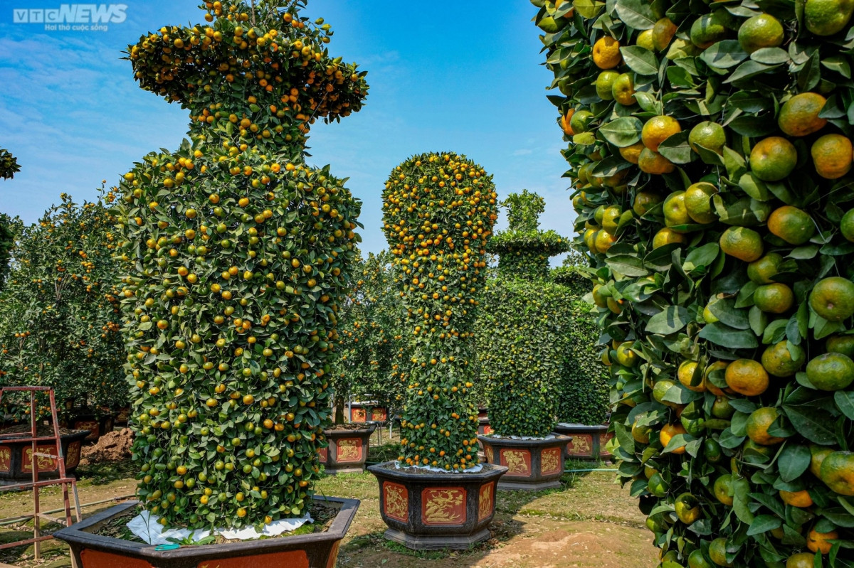 world cup trophy shaped bonsai trees go on sale picture 4