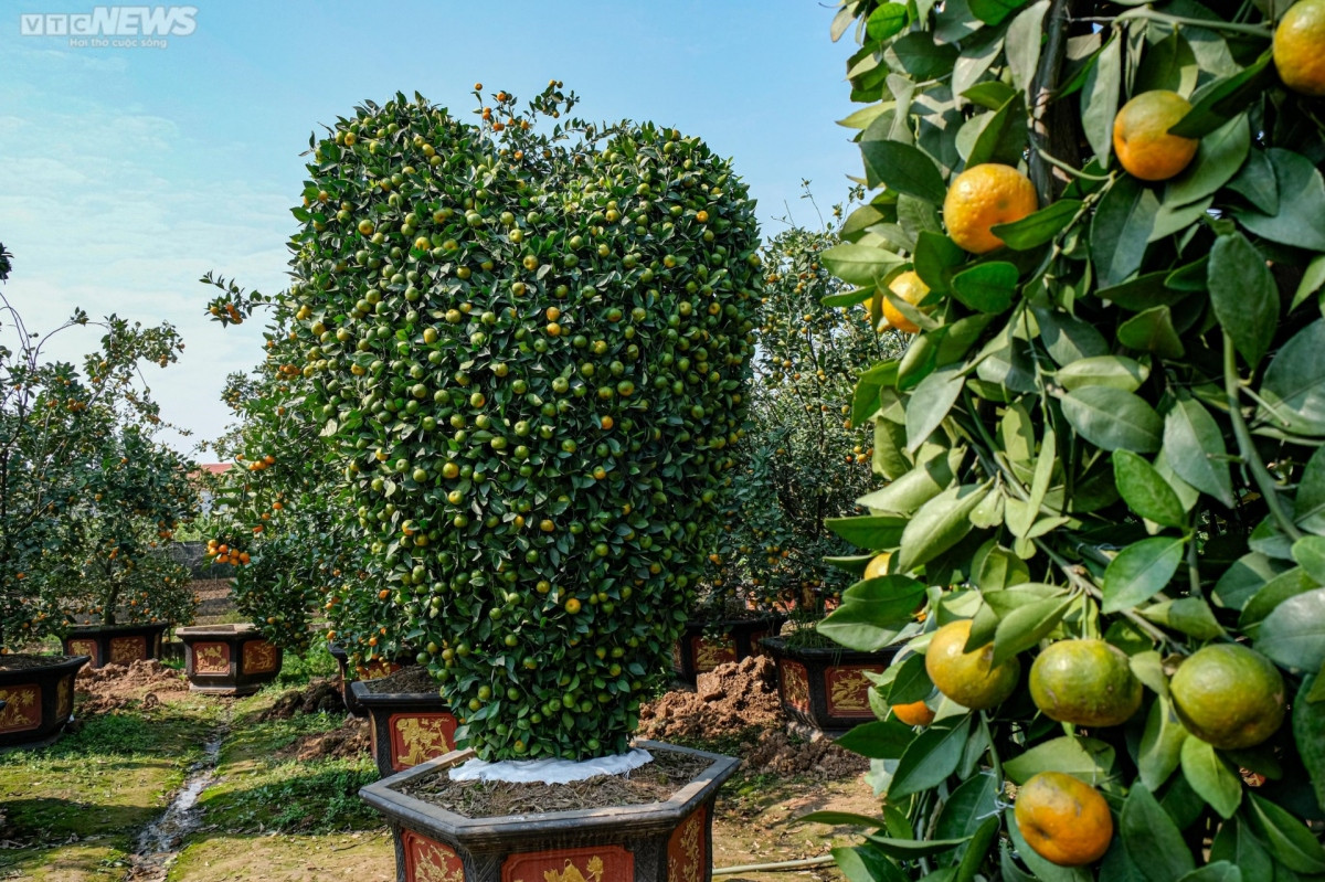 world cup trophy shaped bonsai trees go on sale picture 7