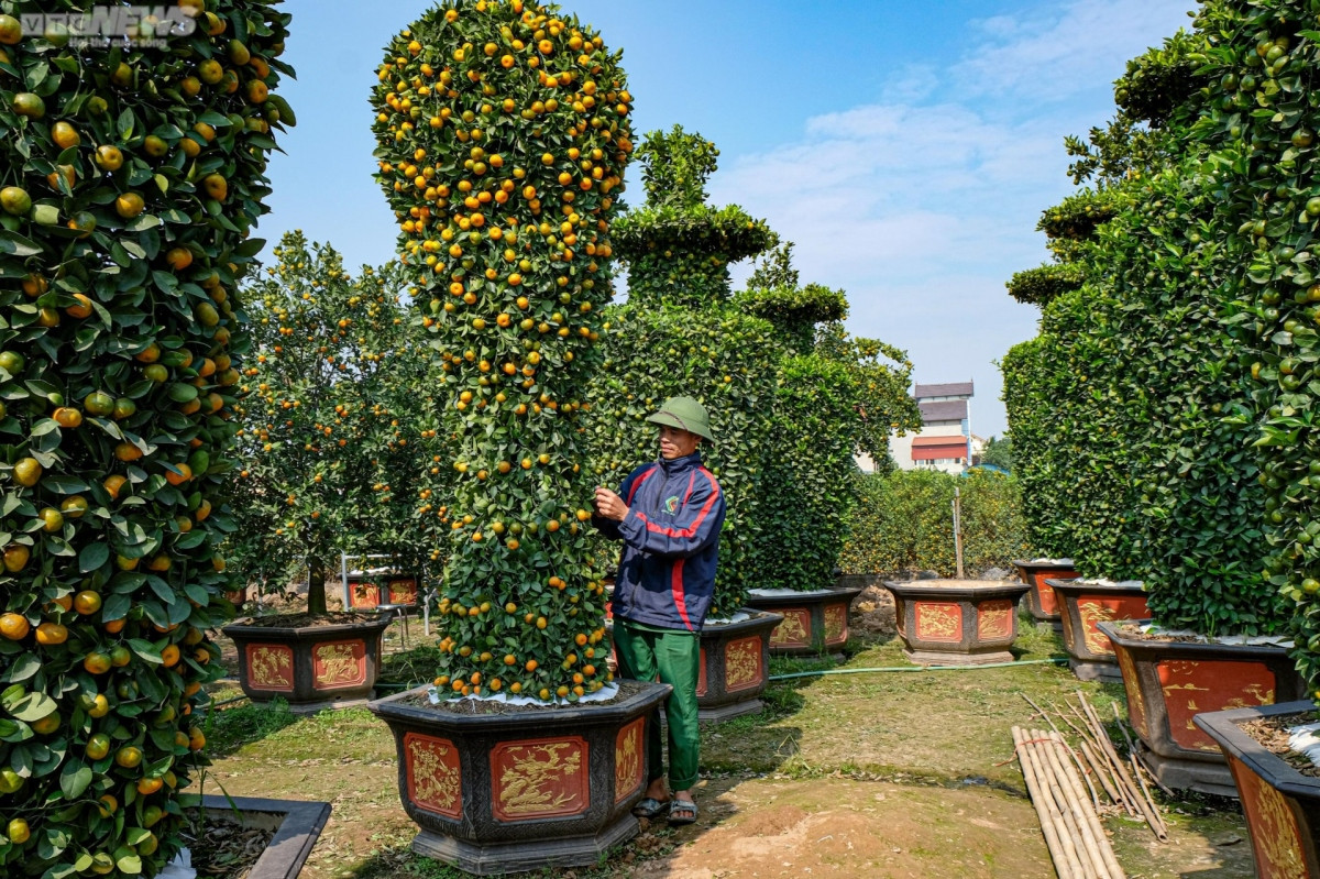 world cup trophy shaped bonsai trees go on sale picture 3