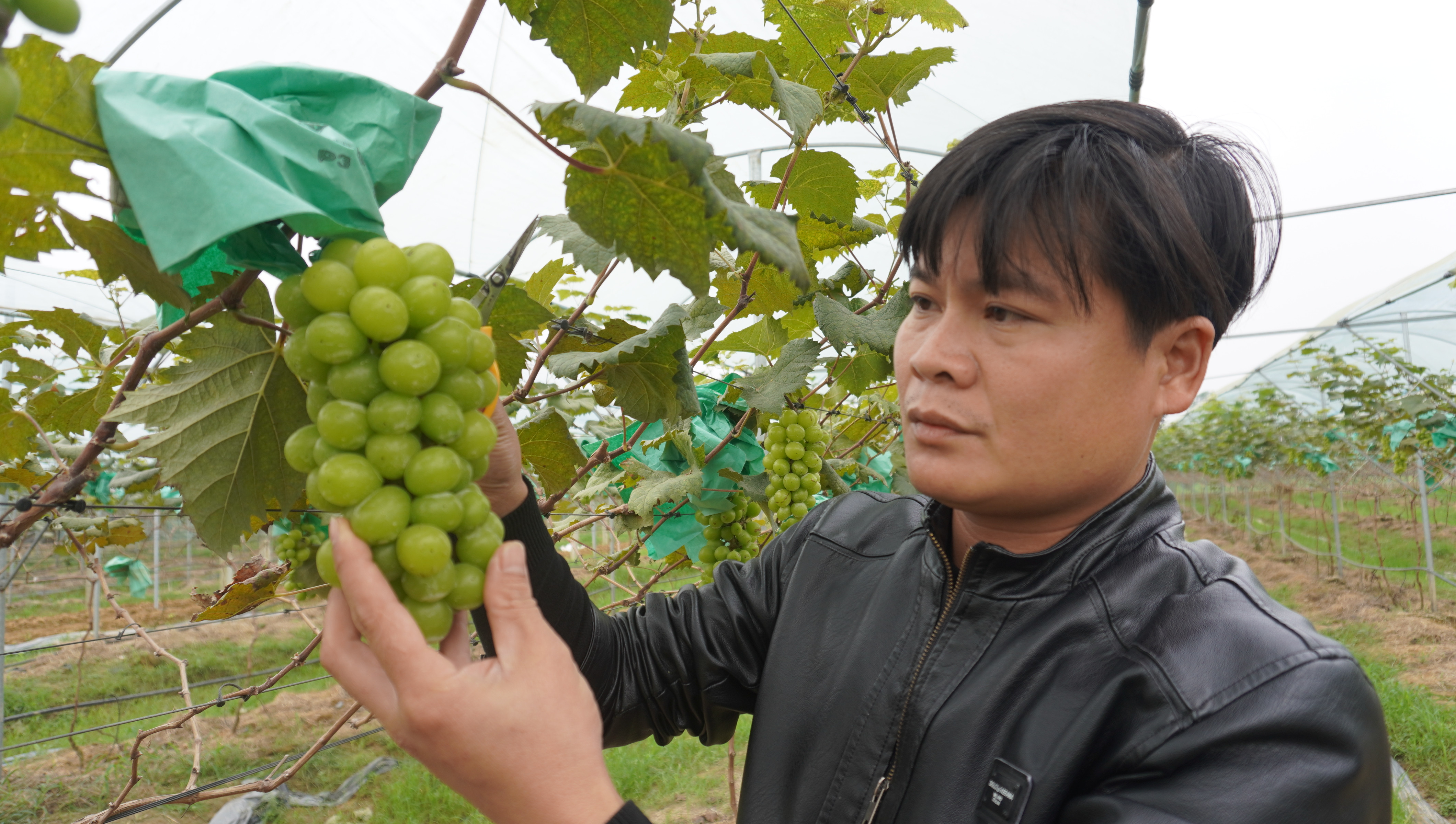 Đưa giống nho ‘quý tộc’ về làng, vụ đầu tiên đã thu tiền tỷ