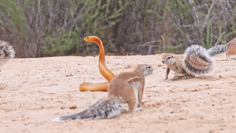 Sóc đất dùng &apos;vũ khí&apos; cực độc đánh đuổi rắn hổ mang, bảo vệ đàn con