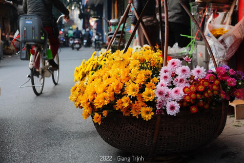 Colourful flowers adorn streets of Hanoi in wintertime