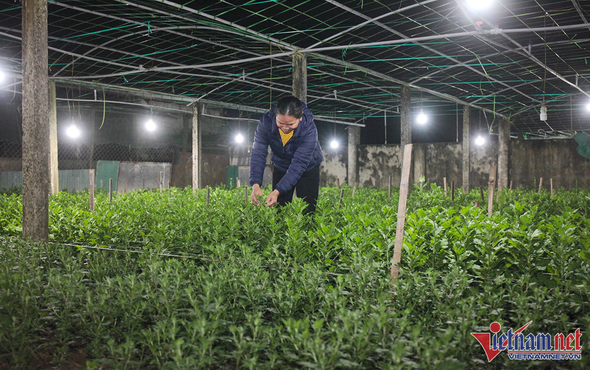 Lamps are lit overnight to speed up flower blooming for Tet