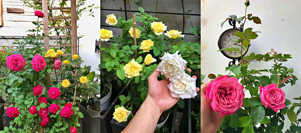 9X trồng vườn hoa hồng rực rỡ tặng vợ, làm nơi gắn kết gia đình