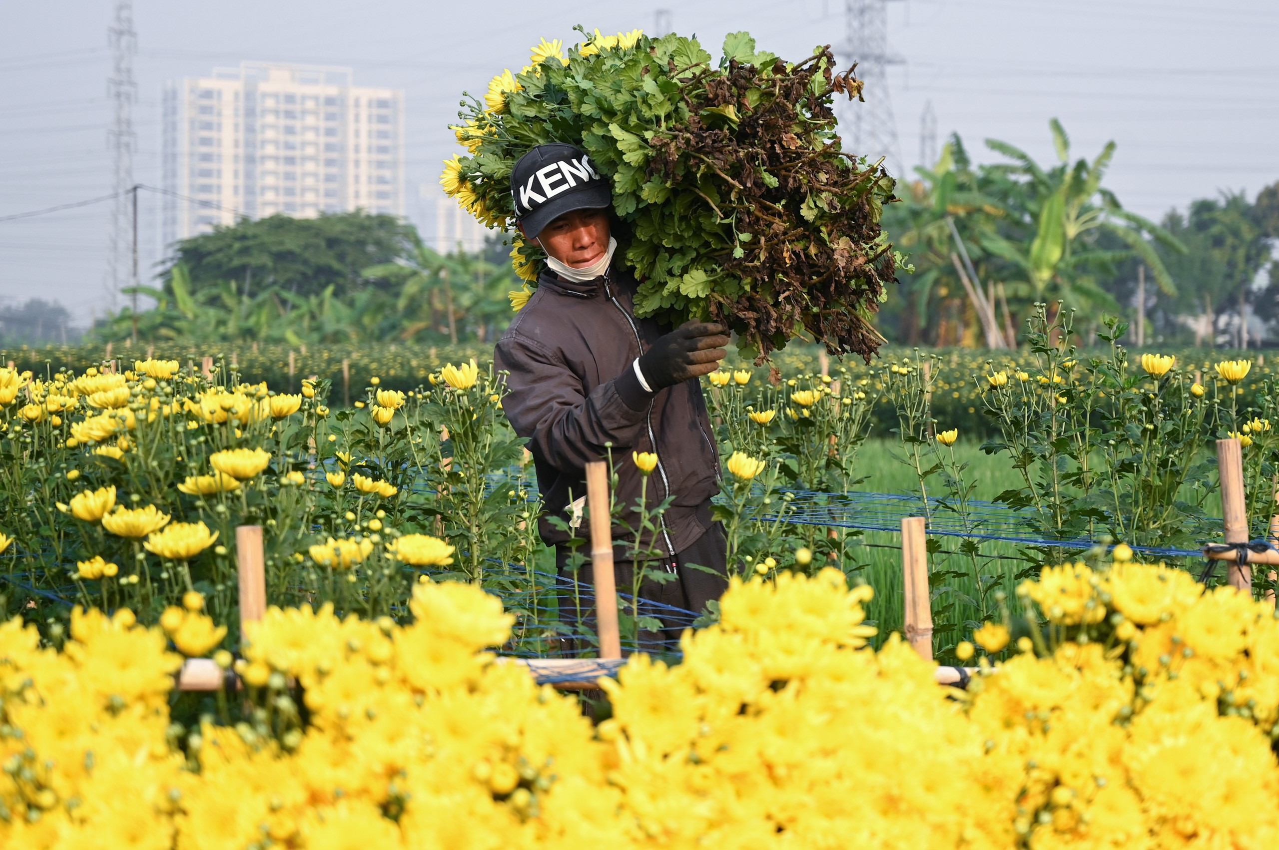 Hoa không đủ bán, người dân Tây Tựu gieo luôn giống mới sau thu hoạch