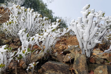 Rừng cây bạc trắng băng tuyết ở Nghệ An
