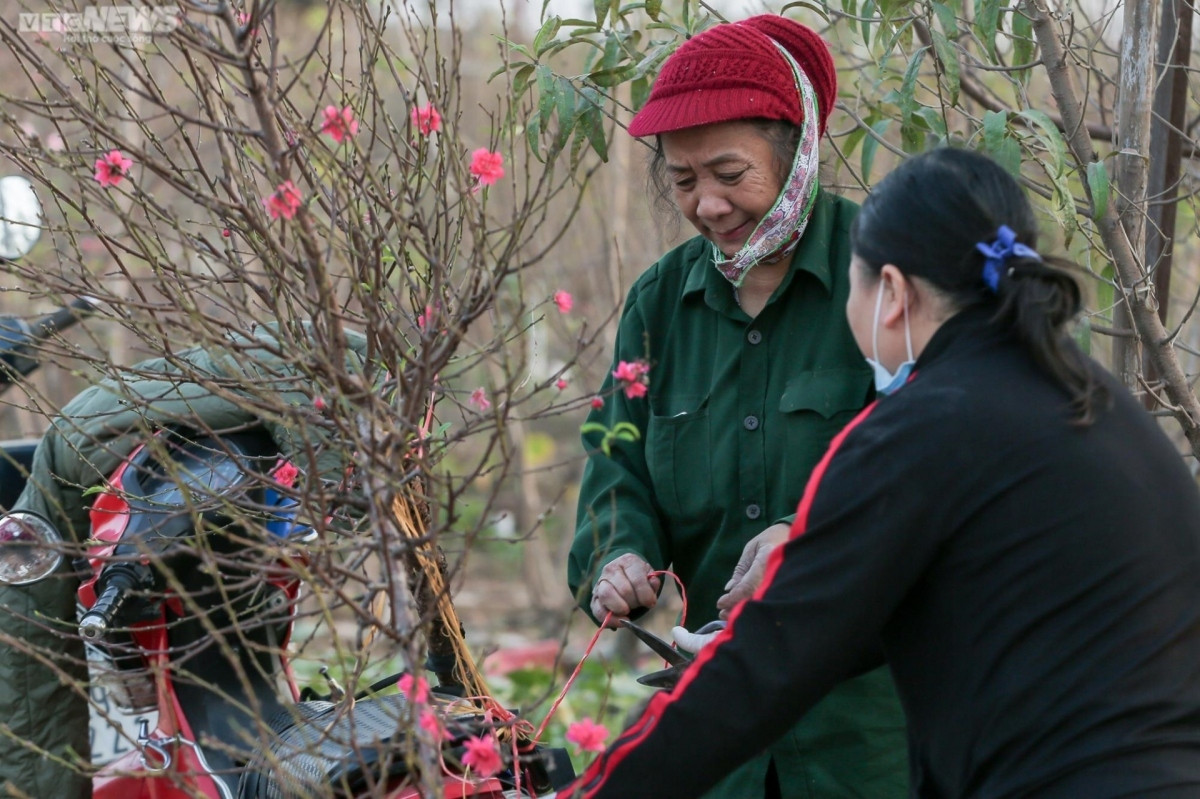 early peach blossoms amid chilly conditions in hanoi picture 5