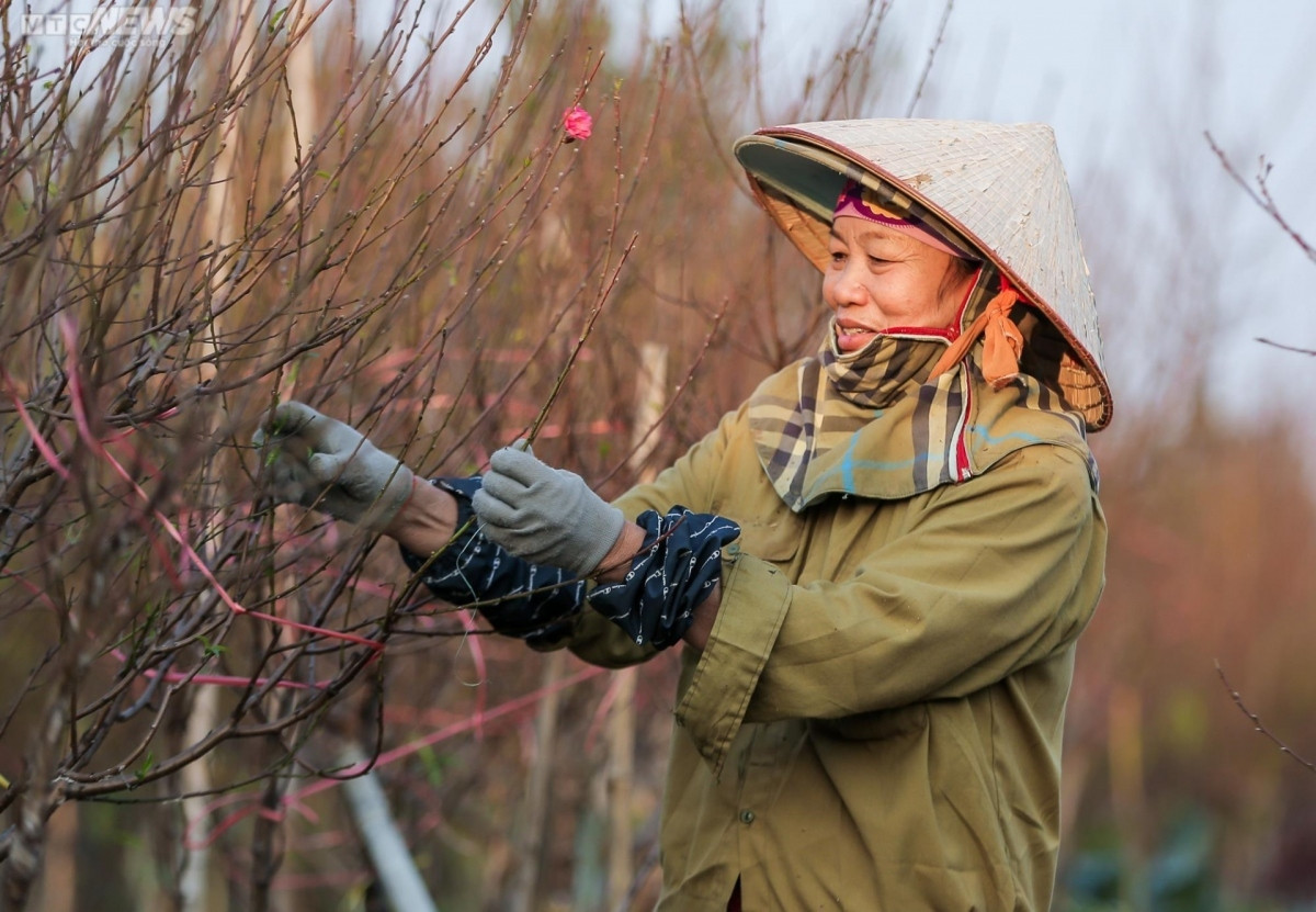 early peach blossoms amid chilly conditions in hanoi picture 10