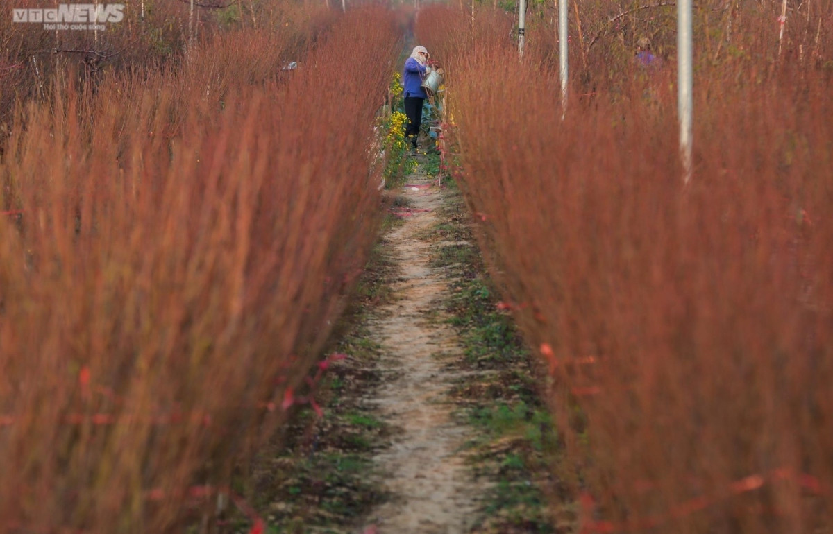 early peach blossoms amid chilly conditions in hanoi picture 9