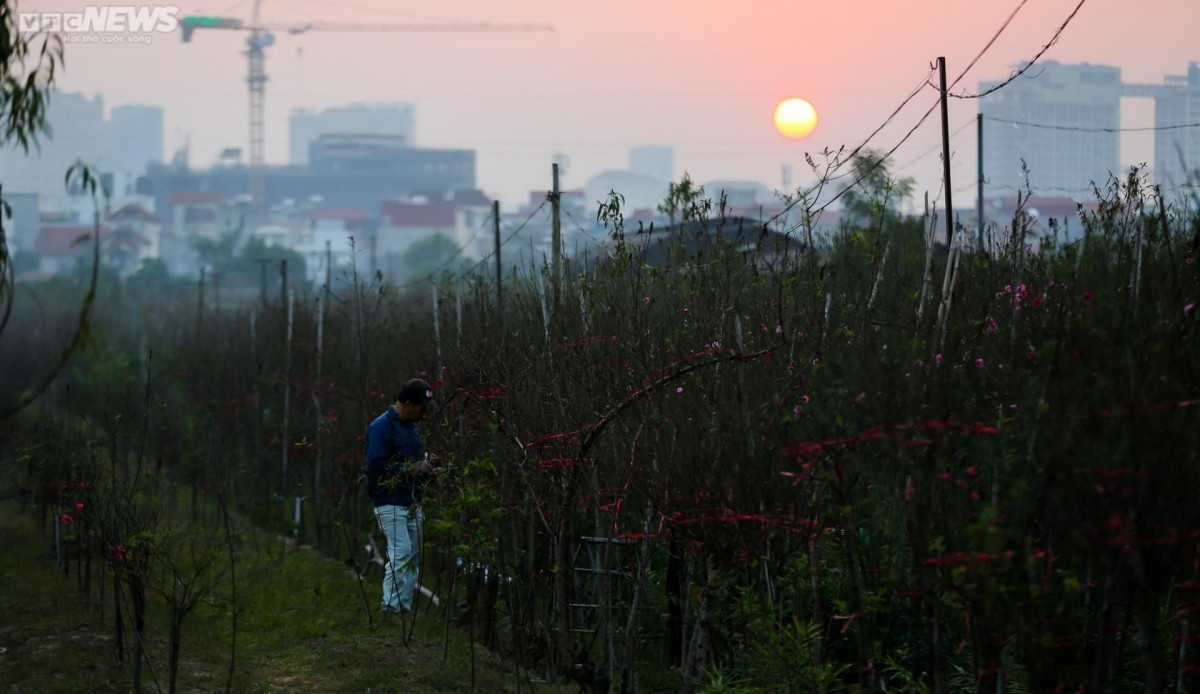 early peach blossoms amid chilly conditions in hanoi picture 12