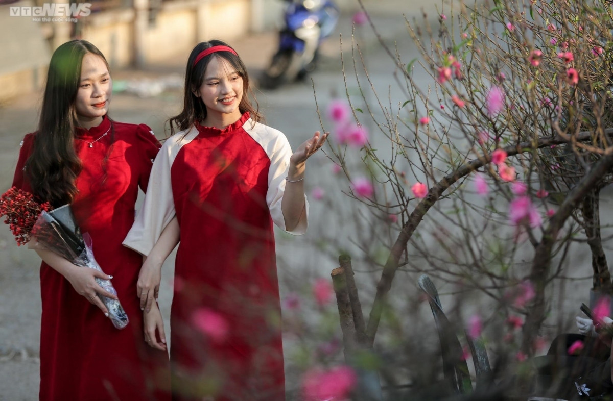early peach blossoms amid chilly conditions in hanoi picture 8
