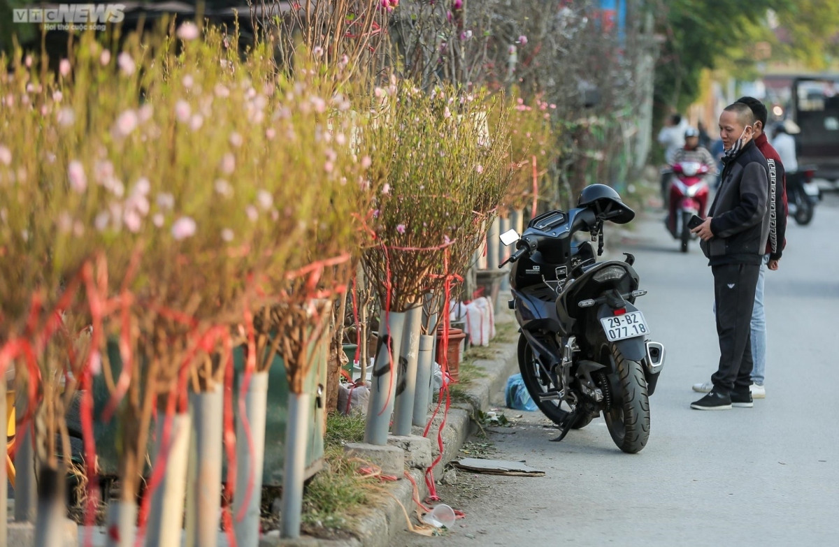 early peach blossoms amid chilly conditions in hanoi picture 4