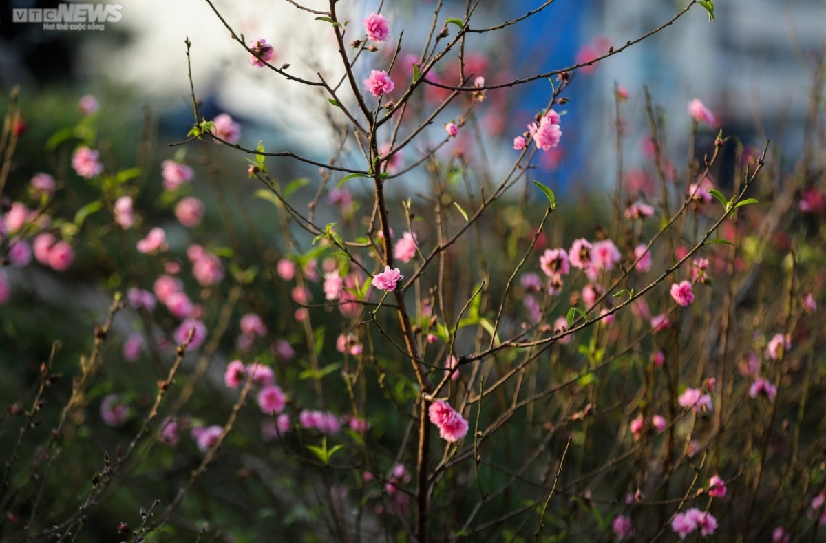 early peach blossoms amid chilly conditions in hanoi picture 2