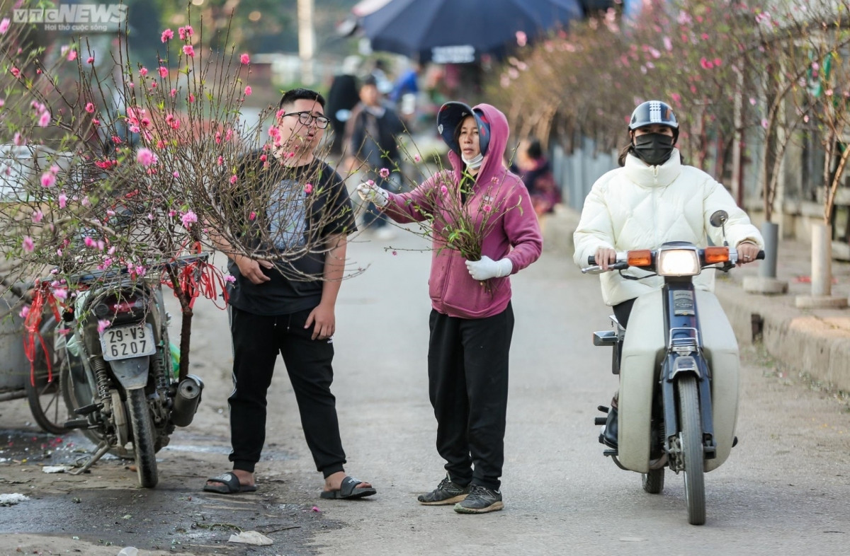 early peach blossoms amid chilly conditions in hanoi picture 3