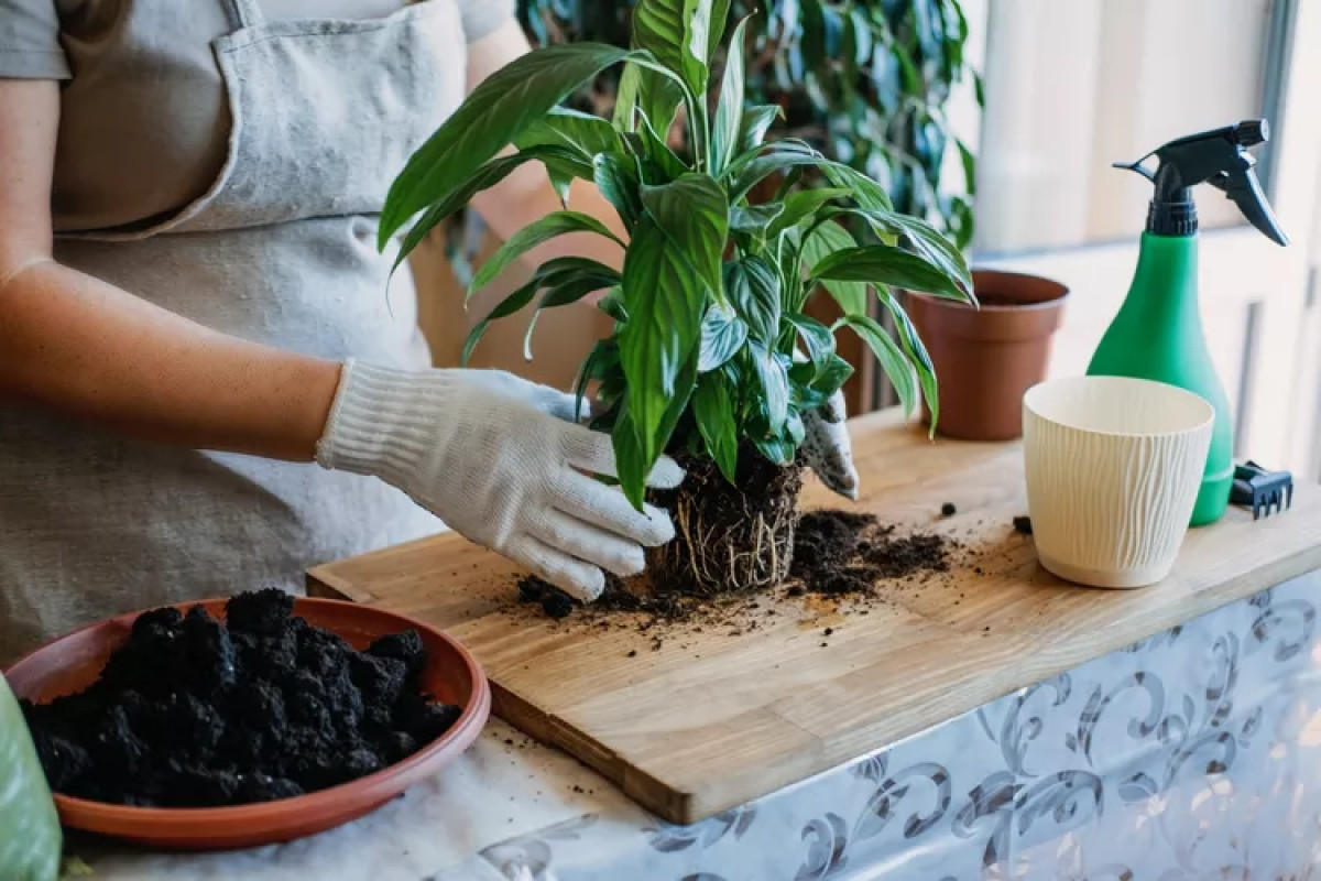 4 sai lầm cần tránh khi trồng cây trong nhà