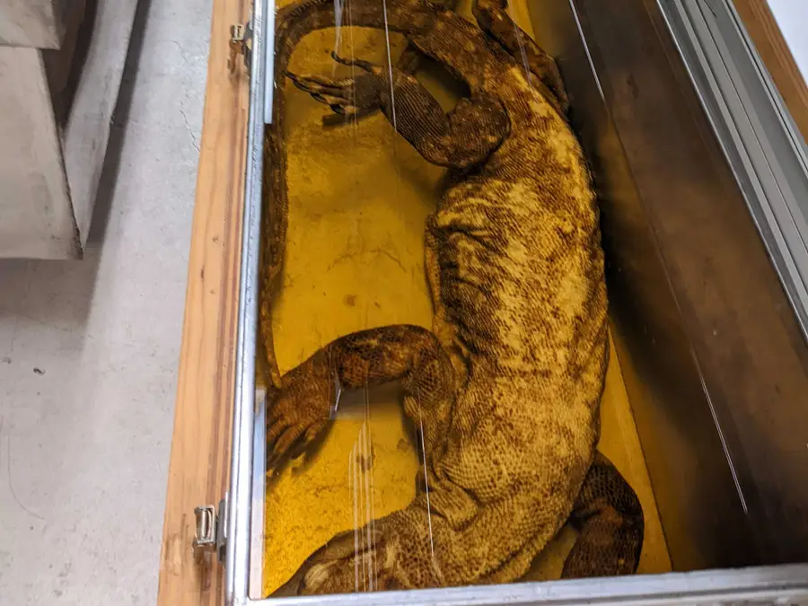Khám phá bộ sưu tập xác ướp động vật kỳ dị bậc nhất nước Mỹ