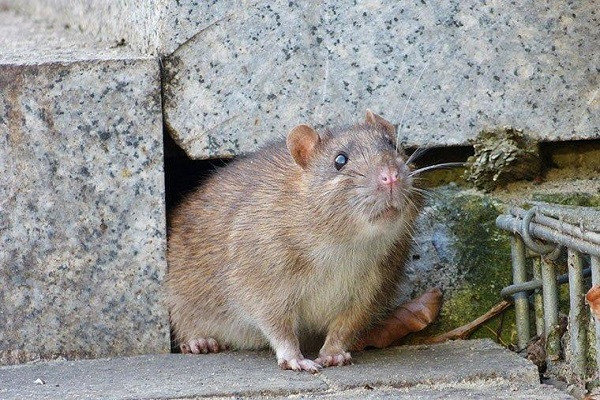 Thị trưởng New York tìm chuyên gia diệt chuột, lương lên tới 170.000 USD