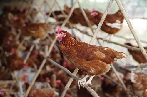 Chăn nuôi 'có đạo đức', xu thế lạ trong chế biến thực phẩm Việt Nam