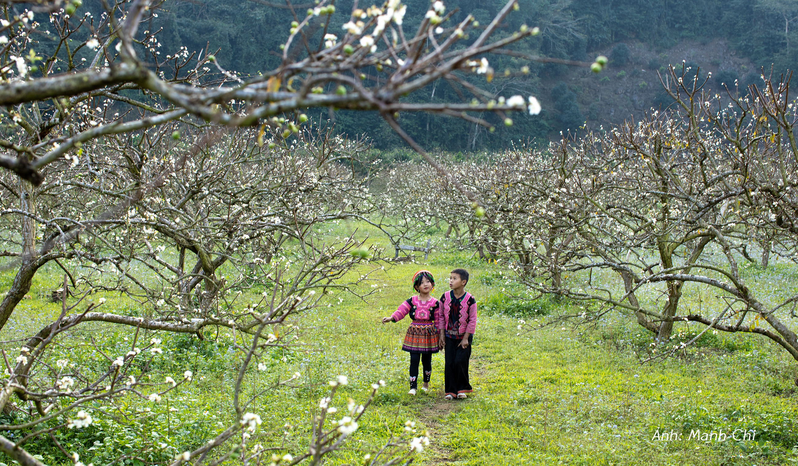Hoa mận Mộc Châu nở rộ giữa thung lũng Nà Ka tuyệt đẹp