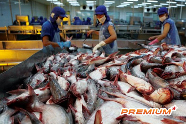 25 năm từ ao làng vươn ra biển lớn, cá tra Việt thống lĩnh ‘chợ toàn cầu’