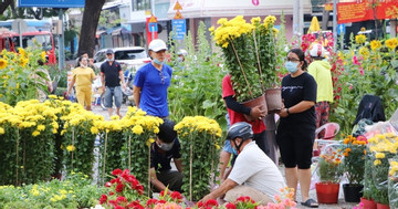 Vạch mặt những 'chiêu' lừa bán cây cảnh giả dịp sát Tết