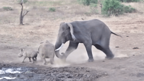 Voi Châu Phi cao 4 mét nổi điên rượt mẹ con tê giác chạy 'té khói'