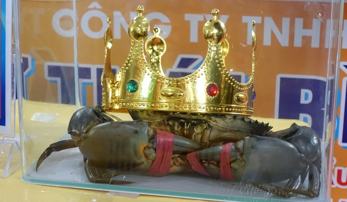 Sumo Crab honours winner weighing 1.4kg in Vietnam