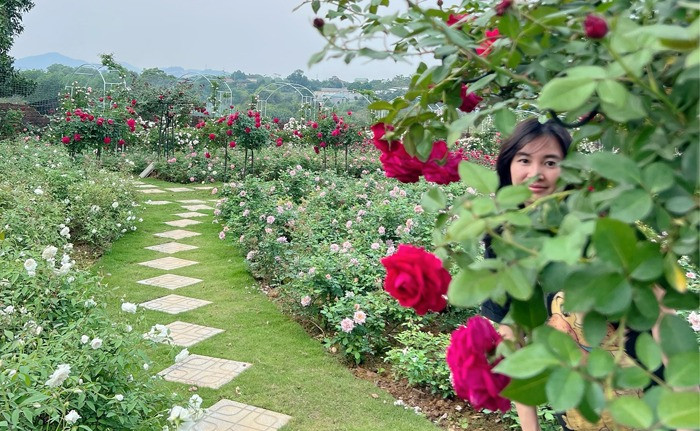Chốn đi về 6000m2 của gia đình Hà Nội rực rỡ sắc hồng cổ