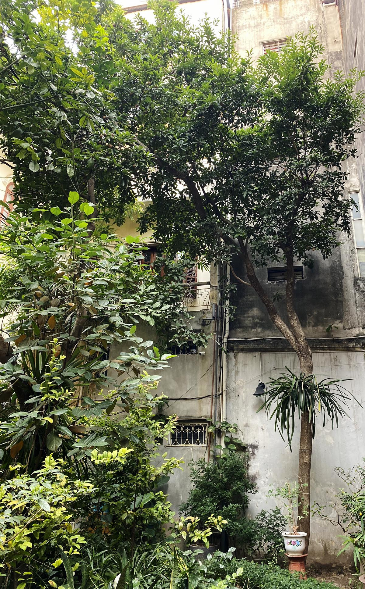 Bí mật trong biệt thự vườn của ông chủ tiệm vàng nổi tiếng Hà Nội xưa