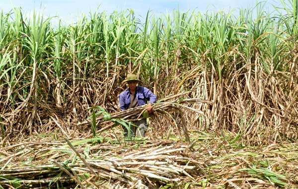 National council auctions licences for import of 200,000 tonnes of sugar