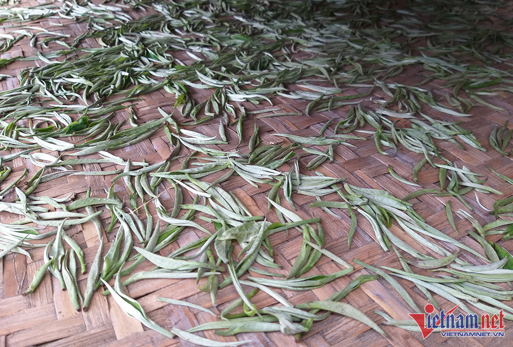 Nhà giàu Việt chi bạc triệu săn bạch trà 500 năm tuổi dịp Tết