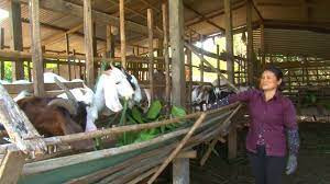 Phát huy vai trò kinh tế tập thể trong vùng đồng bào thiểu số