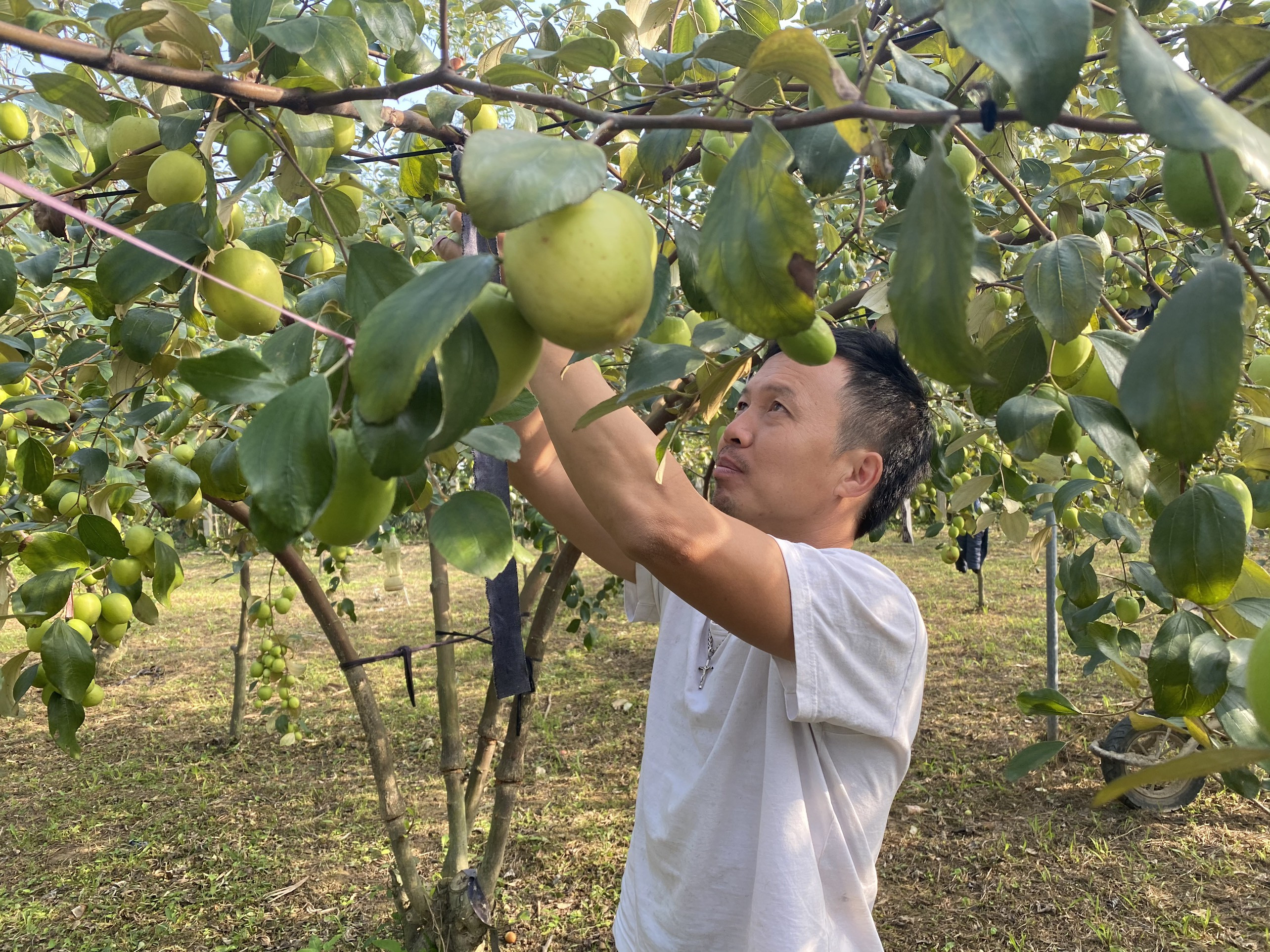 Liều trồng 300 gốc táo ở vùng ‘đất chết’, thu cả trăm triệu đồng