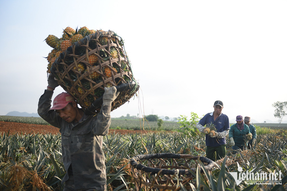 Hậu Giang: Xây dựng nông thôn mới gắn với nông nghiệp giá trị gia tăng