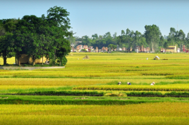 Tình hình mới yêu cầu nâng cao chất lượng phát triển nông nghiệp, nông dân, nông thôn