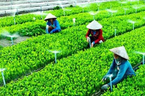 Phát huy vai trò của HTX