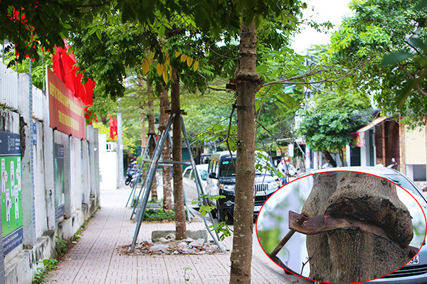 Thêm hàng cây ở Hà Nội bị 'gông' sắt thít chặt