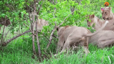 Báo hoa mai bị đàn sư tử hung hãn truy sát
