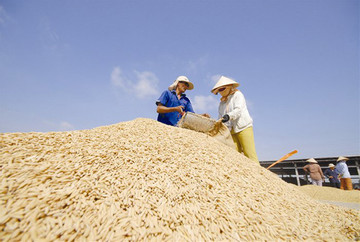 Vietnam's rice exports likely to reach US$3.5 billion this year