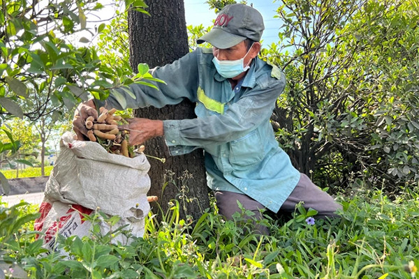 Nỗi lòng của người đàn ông hái me trên đường phố TPHCM