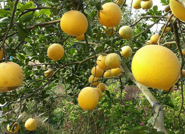 Bà Rịa - Vũng Tàu đẩy mạnh phát triển thương mại điện tử, kết nối giao thương