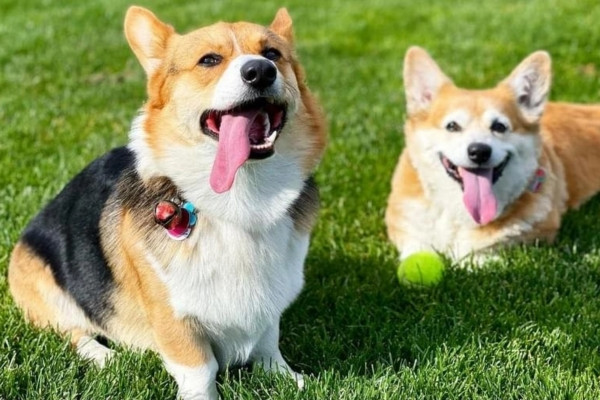 Chuyện về 2 chú chó Corgi bay hạng thương gia