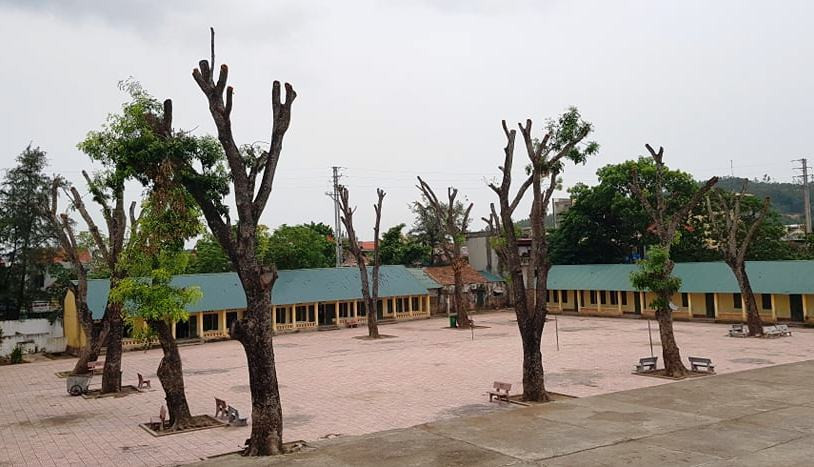 Thanh Hóa: Hàng cây 60 năm tuổi của trường Tiểu học 'trọc lóc' trước năm học mới