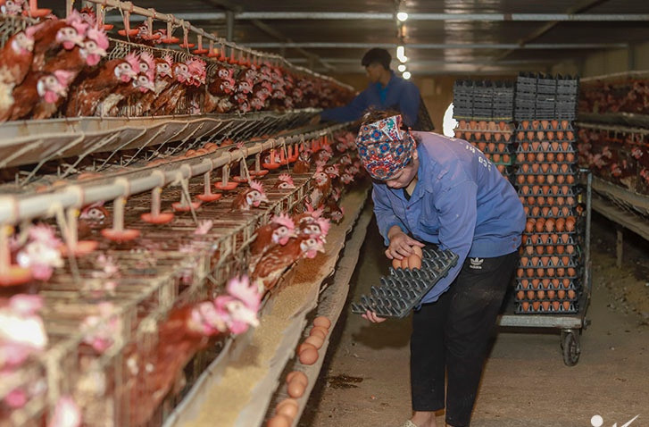 Sản xuất kiểu may rủi, rớt giá người chăn nuôi thiệt nhất
