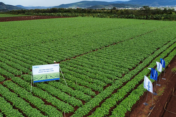 Syngenta, PepsiCo mở rộng mô hình hợp tác trồng khoai tây bền vững ở Việt Nam