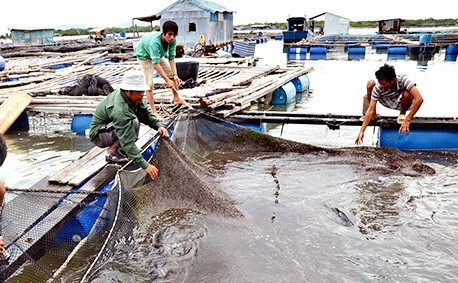 Bà Rịa-Vũng Tàu ưu tiên nuôi trồng thủy sản ứng dụng công nghệ cao