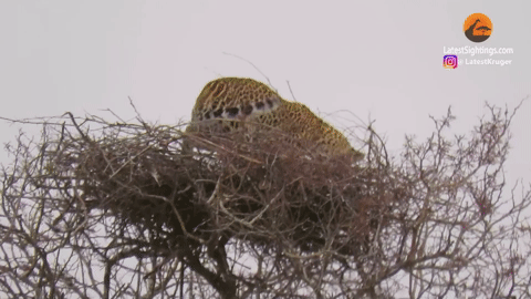 Báo hoa mai liều lĩnh leo lên ngọn cây tóm gọn đại bàng