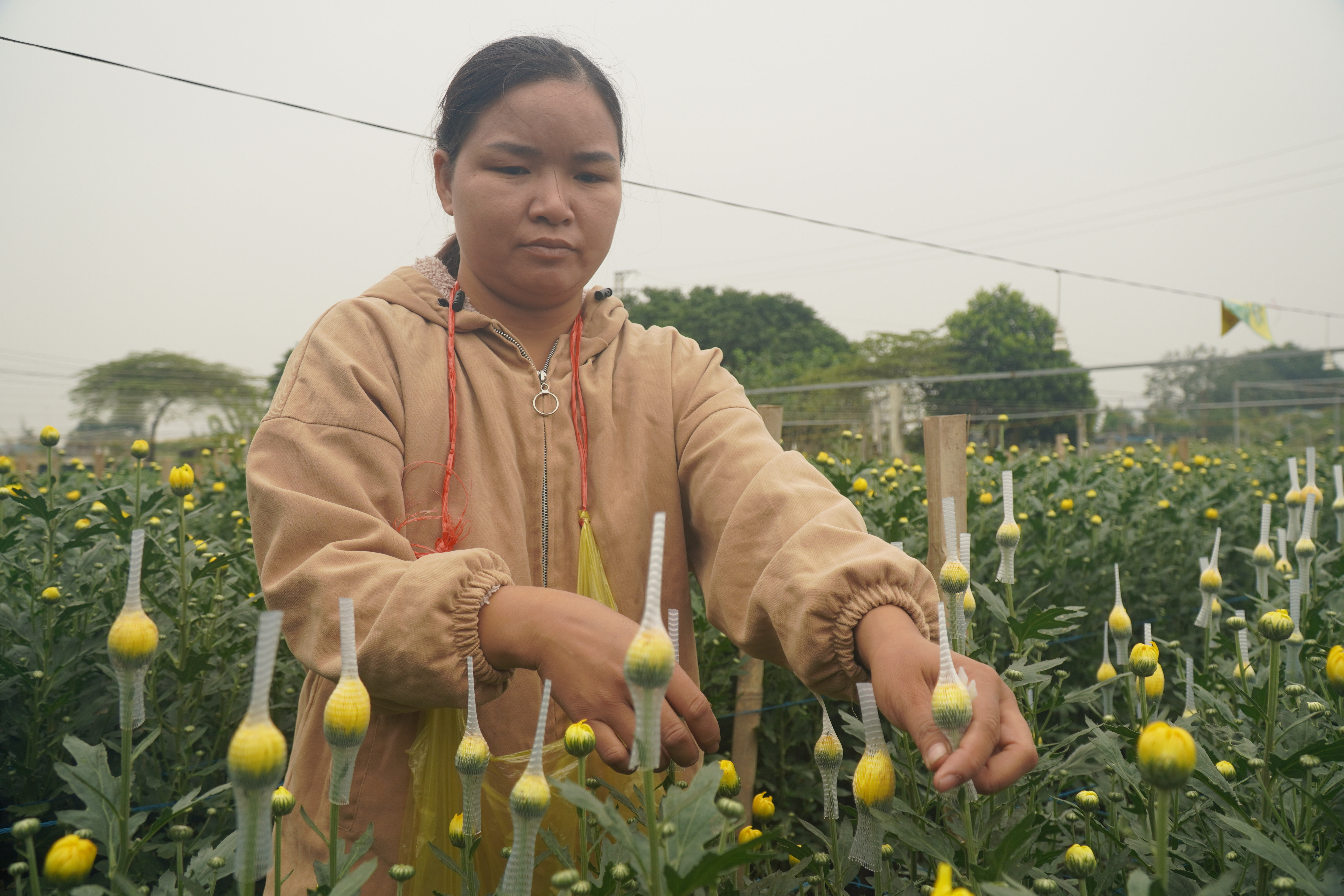 Làng hoa lớn nhất Thanh Hóa chuẩn bị chong đèn ‘nuôi’ hoa Tết