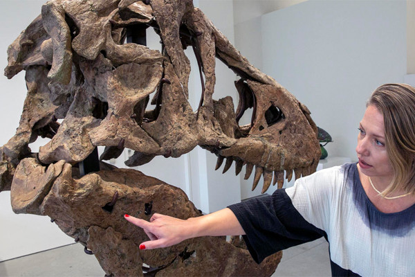 Bán đấu giá hộp sọ hóa thạch của khủng long bạo chúa, hy vọng thu về hàng chục triệu USD