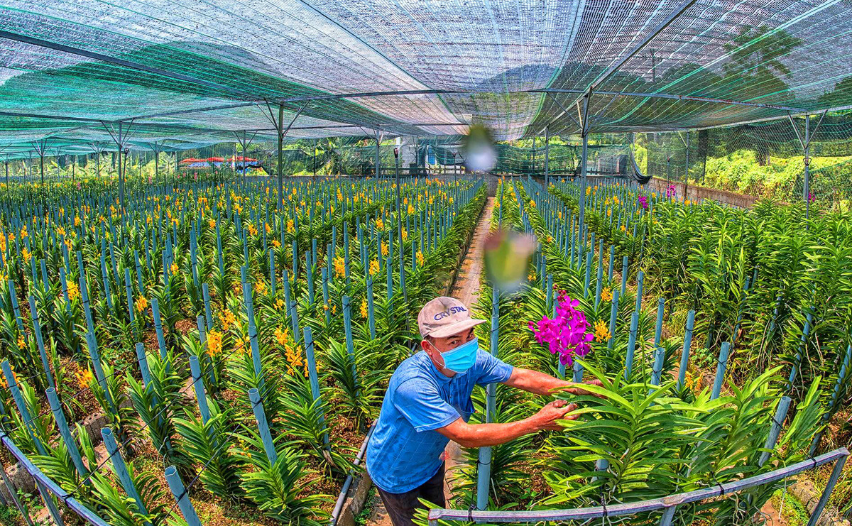 Phát huy vai trò của kinh tế tập thể trong phát triển Đà Nẵng đến năm 2030, tầm nhìn 2045